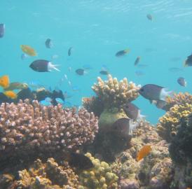 This is Lizard Island coral reef with study species, Spiny damselfish (<i>Acanthochromis polyacanthus</i>).