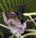 Three-toed sloth