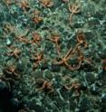 Dense aggregation of brittlestars on rock with arms feeding in water current. Also soft corals, sponge and worms.