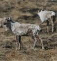 Caribou in West Greenland, where they are struggling to locate nutritious food during calving season.