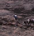 Caribou in West Greenland are struggling to locate nutritious food as a result of climate change.