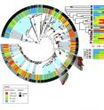 This figure shows the likely habitats of vibrio bacteria populations mapped onto a phylogenetic tree for all strains found in the samples taken from the Atlantic Ocean near Plum Island, Mass. Dot colors indicate the predicted habitat of the bacteria (red are believed to attach to zooplankton, yellow to large organic particles, green to small organic particles, and finally blue are free-floating). The outer ring indicates the microbe’s preference for warm weather (gray) or cold (black). The inner ring shows where the microbes were found (attached or free-floating). The 25 shaded bands within show the ecological populations based on habitat and genetic similarity, all of which originated from a common ancestor hundreds of millions of years ago. Populations 9 through 25 are all called V. splendidus, even though they have distinct habitat preferences and genetic lineage distributions. Two of those (15 and 17) appear to be in the process of radiating into a different habitat.