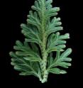 Frond of the lycophyte Selaginella moellendorffii. Biologists have discovered that a fundamental building block in the cells of flowering plants evolved independently, yet almost identically, in the 420-million-year-old lycophyte lineage. Called syringyl lignin, the building block is a critical part of the plants' scaffolding and water-transport systems, yet it apparently emerged separately much like flight arose separately in both bats and birds.