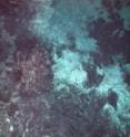 Rocks made of basalt on and under the ocean bottom harbor surprising numbers of deep-sea bacteria.