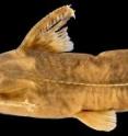 Rhinodoras gallagheri, a new species of catfish described by Dr. Mark Sabaj Pérez of The Academy of Natural Sciences, is named for the museum's retired mailroom supervisor.