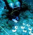 Scientists are conducting an experiment to determine why some species of coral survive transplanting after a disturbance, such as a storm, while other species die.