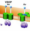 VSOP/Hv (middle) usually forms a dimer but each subunit can carry protons without making any assembling hole.