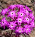 Dr. Eckert studied distribution and dispersal of the pink sand verbena, growing along the Pacific coastal dunes of North America.