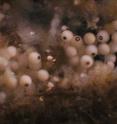 The interior of the brood chamber of a sponge, <i>Amphimedon queenslandica,</i> showing embryos in the early phases of development.