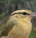Worm-eating warblers breed in North America, but winter in Central America. While migrating, they frequently inspect "mobs" of local winged residents, Queen's University biologists discovered.