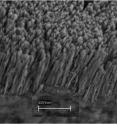 A scanning electron microscope shows copper nanorods deposited on a copper substrate. Air trapped in the forest of nanorods helps to dramatically boost the creation of bubbles and the efficiency of boiling, which in turn could lead to new ways of cooling computer chips as well as cost savings for any number of industrial boiling application.