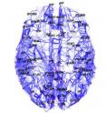The first complete high-resolution map of the human cerebral cortex identifies a single network core that could be key to the workings of both hemispheres of the brain.