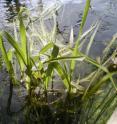 Aerial stems (culms) of Texas wild-rice show above the water.