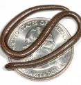 The snake named <i>Leptotyphlops carlae</i>, as thin as a spaghetti noodle, is resting on a US quarter.  Blair Hedges, professor of biology at Penn State University, discovered the species and determined that it is the smallest of the more than 3,100 known snake species.