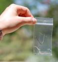 To lure beetles, UC Riverside entomologist Jocelyn Millar and University of Illinois entomologist Larry Hanks used small plastic bags with a dose of the pheromone, which slowly bleeds through the plastic.