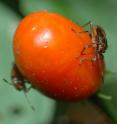 Two hemipteran bugs attack the ripened fruit of a chili plant, and scars from previous attacks are visible. Such attacks leave the fruit open to a fungal infestation that can kill the plant's seeds.