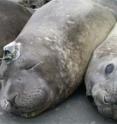 A tagged seal on South Georgia.