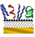 Short bits of protein called peptides form various shapes (in red, blue and green) when deposited on a specially prepared surface by an electrospray method.