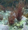 Healthy red algae (<i>Devaleraea ramentacea</i>).