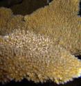 Corals release egg-sperm packets once each year. In this photo, the packets appear as bright dots and are in the process of being released by the coral parent.