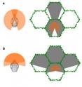 Image A: the diagram on the left illustrates the skull of an animal with nearly sidways-facing eyes. The two orange semicircles show the visual fields of each eye, and the darker orange triangle indicates the small binocular region in front. The diagram on the right illustrates the regions within which the animal is capable of recognizing objects in a cluttered environment. Image B represents the visual field and binocular region for an animal with nearly forward-facing eyes.