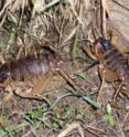 A pair of giant weta in which the male is carrying a radio-tag on his back.