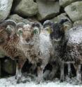 Oldest sheep make larger contributions to population growth when conditions are harsh.