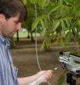 Alex Guenther examines leaves in a California walnut grove where a team of NCAR scientists discovered plant emissions of methyl salicylate.