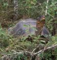 Hybrid tortoise on Volcano Wolf.