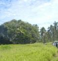 Tongatapu boulder showing size relative to car.