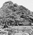 Boulder flung ashore from the 1883 Krakatau tsunami.