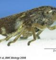 An adult froghopper.