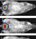 Using an animal strain called the leptin-luciferase mouse, Rockefeller University researchers observed the formation of fat from precursor cells over 12 weeks. A luminescent marker (red) switches on to indicate where mature fat cells have developed.