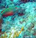 The redband parrotfish was one of the species studied as part of research into the importance of diversity for the health of coral reefs.