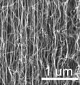 Scanning electron microscope images of the vertically-aligned multi-walled carbon nanotubes grown for this research.