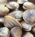 Some species like the hardy quahog survive nicely in what were thought to be oxygen-depleted "dead zones" in Narragansett Bay. It's their predators that move on.