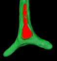 The genome of the diatom Phaeodactylum tricornutum highlights carbon capture capability of these mighty microscopic algae.