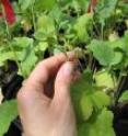 California wild mustard.