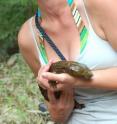 Ohio State doctoral student Katherine Greenwald, seen here with the hellbender salamander, is studying how human disturbance to the environment affect different types of salamanders. Hellbenders are the third largest aquatic salamander in the world, weighing 3 to 5 pounds on average.