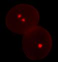 The image shows two pollen grains viewed by fluorescence microscopy. A pair of red sperm cells are visible in the normal pollen grain (top left) whilst only one red germ cell is present in mutant pollen (bottom right). The sperm cells are visualized using the monomeric red fluorescent protein mRFP1 derived from a coral species.