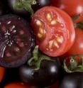 Purple, high anthocyanin tomatoes and red wild-type tomatoes.