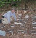 Earthworms' appetites may facilitate carbon storage so the chemical isn't released into the atmosphere as CO2, which potentially could help curb climate change. Tim Filley, a Purdue University environmental chemist, checks one of the plots at the Smithsonian Environmental Research Center in Maryland, where he and Cliff Johnston, another Purdue environmental chemist, monitor how much and how fast the worms eat leaves and other materials on the forest floor. This is part of a National Science Foundation-funded collaborative study by Purdue, Johns Hopkins University and the Smithsonian Institution.