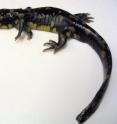 A Purdue study found deformities in 8 percent of the 2,000 tiger salamanders examined, like this five-legged individual photographed in April 2004. Purdue researcher Rod Williams has ruled out inbreeding, which has been linked with elevated rates of deformity in a wide variety of animals, as a cause.