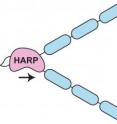 The enzyme HARP "rewinds" sections of the double-stranded DNA molecule that become unwound, like the tangled ribbons from a cassette tape [...].