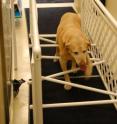 Jake, an 11-year-old yellow Labrador Retriever, underwent surgery at Michigan State University's Veterinary Teaching Hospital last April for a cementless elbow prosthesis. Here, Jake traverses an obstacle course to measure his stride.