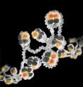 Giving chromosomes their structure and shape, strands of DNA, shown in gray, are coiled around histones, depicted as spheres. In MLL-rearranged ALL, a form of acute lymphoblastic leukemia affecting infants, an enzyme call DOT1L modifies the histones by methylating them in an abnormal way (as indicated in orange), leading to inappropriate activation of cancer-promoting genes. Drugs inhibiting this enzyme could prevent a variety of cancerous changes in cells.