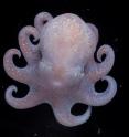 Megaleledon setebos, the closest living relative of the octopuses' common ancestor.