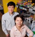 Veterinary biosciences professor Humphrey Yao and graduate student Chia-Feng Liu found that a gene essential to the development of many organs is also vital to female, but not male, sexual development.