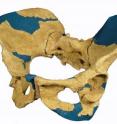 A reconstruction of the 1.2 million-year-old pelvis discovered in 2001 in the Gona Study Area at Afar, Ethiopia, that has led researchers to speculate early man was better equipped than first thought to produce larger-brained babies. The actual fossils remain in Ethiopia.