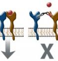 ErbB2 (blue) combines with ErbB3 (yellow) on the surface of the cancer cell. When a signaling molecule (red) attaches to ErbB3, ErbB2 sends a pro-cancer message within the cell. The ALM antibody forces ErbB2 and ErbB3 apart.